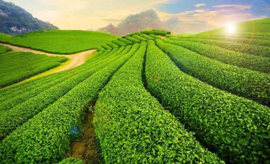 Mộc Châu - “Điểm đến thiên nhiên địa phương hàng đầu thế giới”
