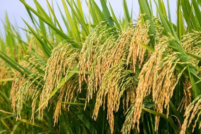[Bài 1] Tâm nguyện những nhà khoa học trọn đời gắn bó ruộng đồng