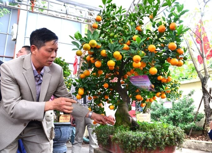 Nhìn những vết sẹo để phân định giá trị của quất bon sai