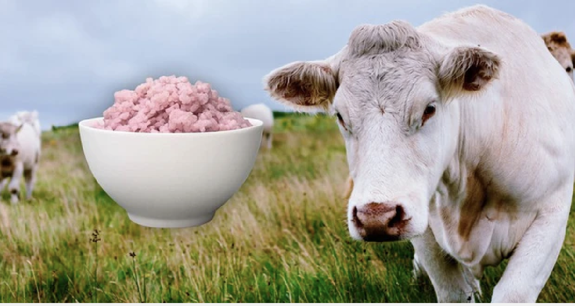 Các nhà khoa học vừa tạo ra gạo lai thịt bò: Phở, bún bò Huế và cơm rang dưa bò trong tương lai sẽ không còn có thịt?