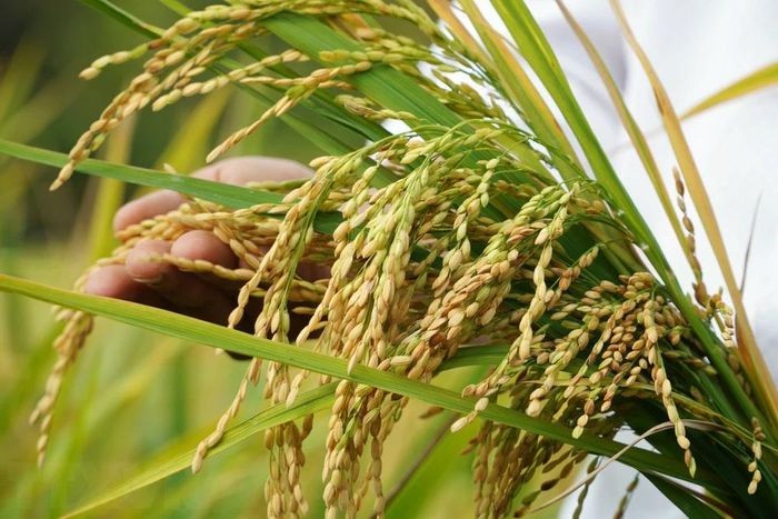 Chỉ thị của Thủ tướng về đẩy mạnh sản xuất, kinh doanh lúa, gạo bền vững