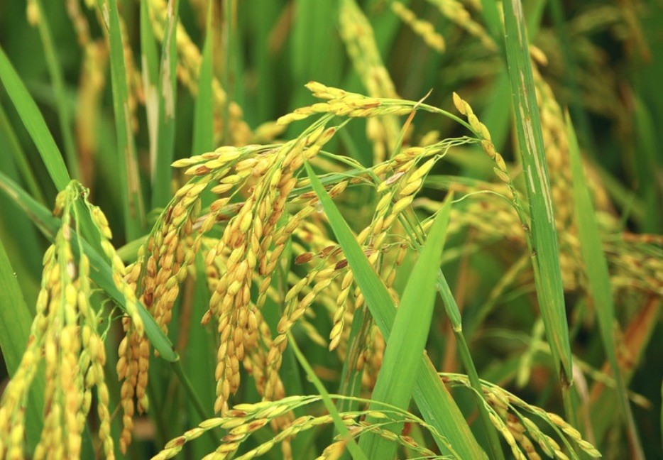 Phương pháp trồng lúa mới góp phần giảm biến đổi khí hậu và tăng thu nhập cho nông dân miền Tây