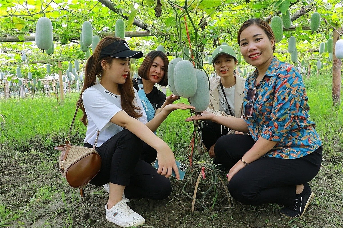Để HTX không 'cô đơn' trên hành trình làm nông nghiệp hiện đại