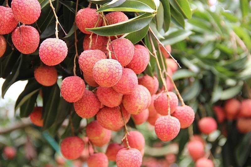 Hội nghị xúc tiến tiêu thụ vải thiều chín sớm Tân Yên sắp diễn ra