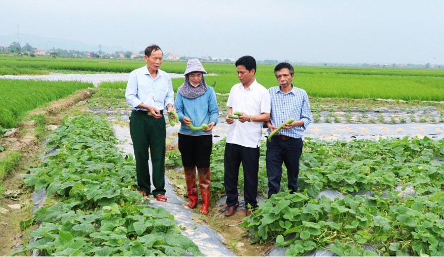 Tiềm năng và cơ hội thị trường của “Dưa gang muối Quế Võ”