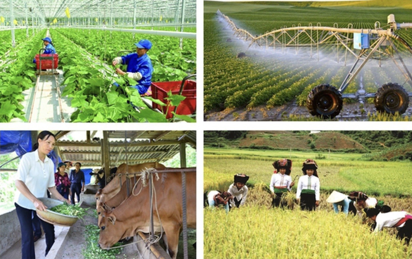 TOÀN VĂN: Quyết định về Tổng điều tra nông thôn, nông nghiệp năm 2025