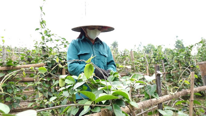Hợp tác xã - Nòng cốt trong phát triển nông nghiệp hữu cơ