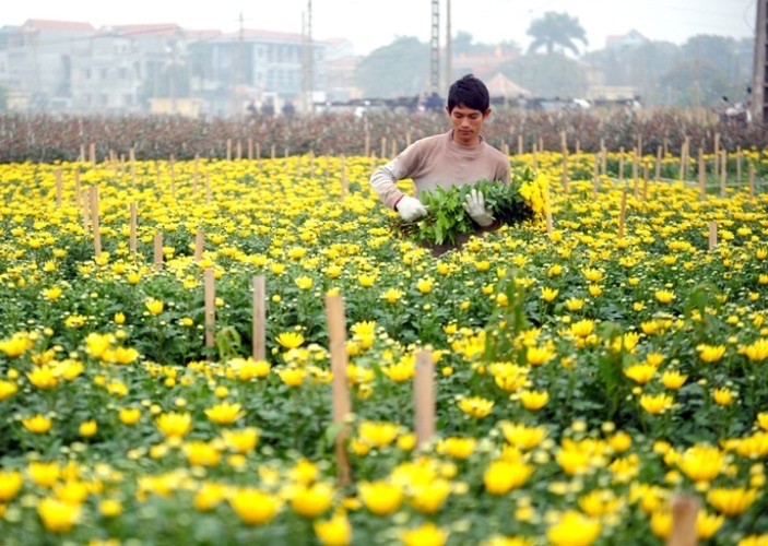 Phát triển vùng trồng hoa, cây cảnh gắn với du lịch sinh thái tại Hà Nội