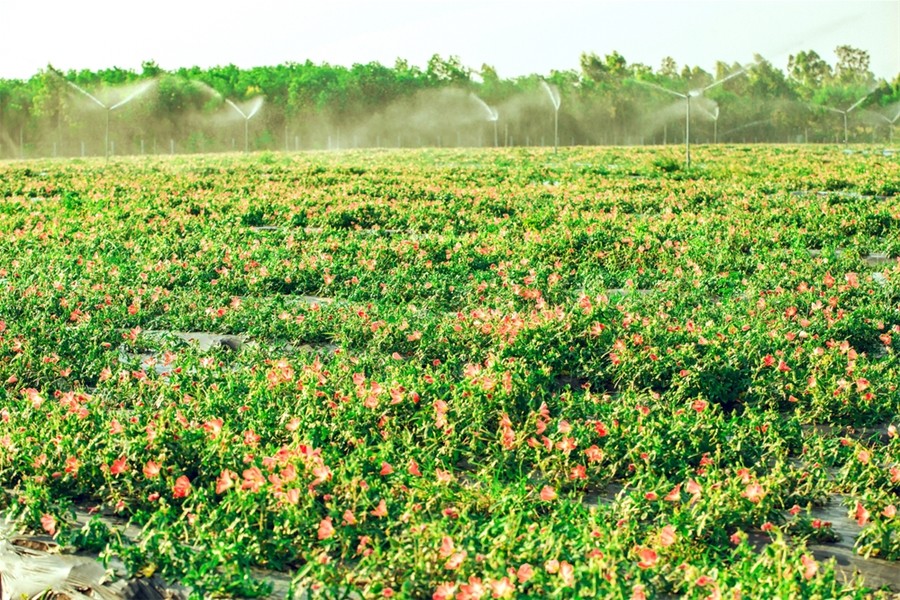 Quảng Bình: Tăng cường chứng nhận VietGAP và phát triển sản xuất hữu cơ