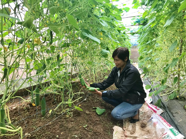 Nông nghiệp đô thị và những vấn đề đặt ra trên địa bàn thành phố Hà Nội (Kỳ 3)