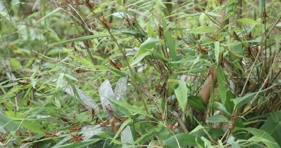 Cảnh báo nguy cơ bùng phát châu chấu tre lưng vàng ở miền núi phía Bắc