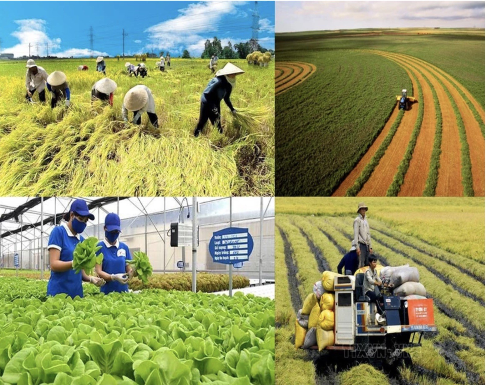 Triển khai các giải pháp hỗ trợ nông dân, phát triển nông nghiệp