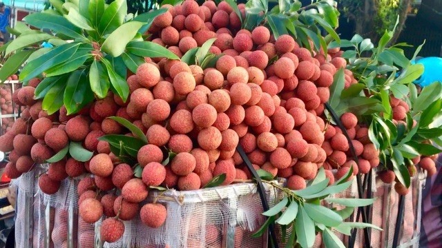 Vải thiều Bắc Giang lập kỉ lục giá cao chưa từng có
