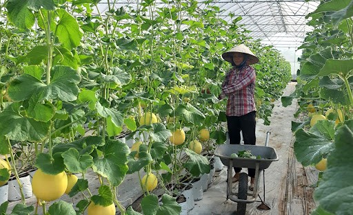 Nông nghiệp đô thị và những vấn đề đặt ra trên địa bàn thành phố Hà Nội (Kỳ 11)