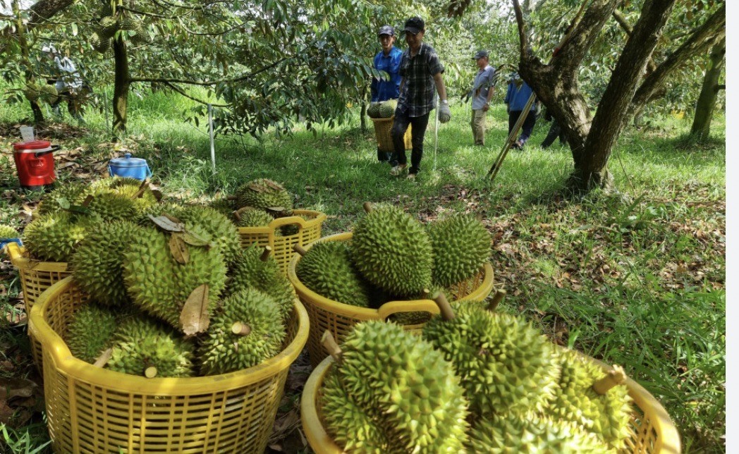 AgriDataGo - Phần mềm miễn phí hỗ trợ nông dân chinh phục tiêu chuẩn xuất khẩu