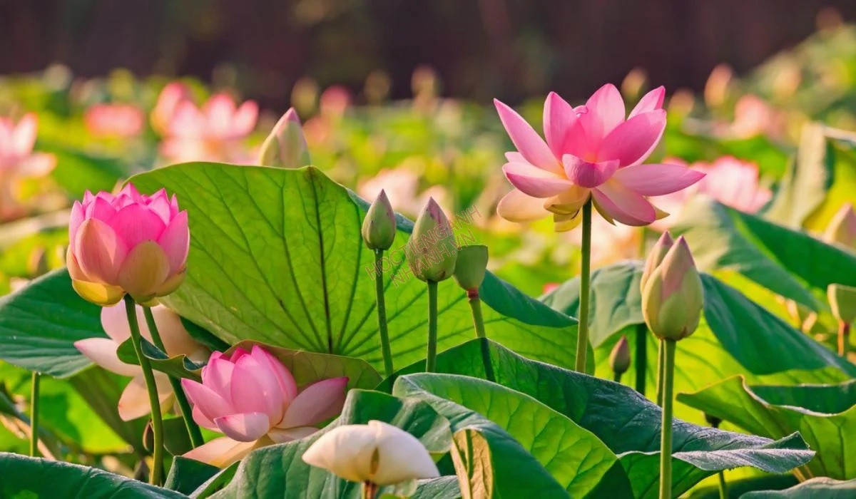 Các loài hoa sen làm say đắm lòng người