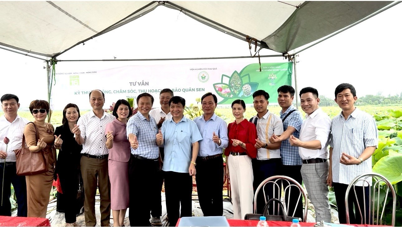 Giao lưu trao đổi về kỹ thuật canh tác, bảo quản chế biến các sản phẩm từ sen tại HTX Nông nghiệp Xứ Đoài