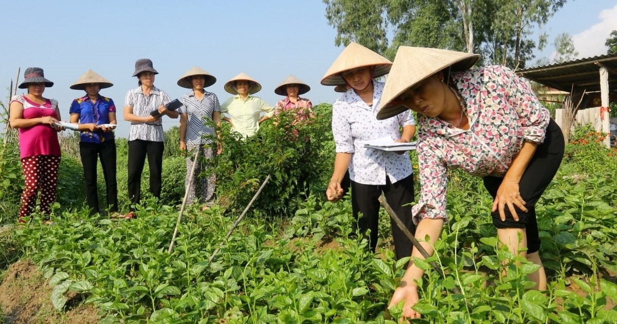 Kiểm soát nội bộ giúp Hợp tác xã hạn chế rủi ro