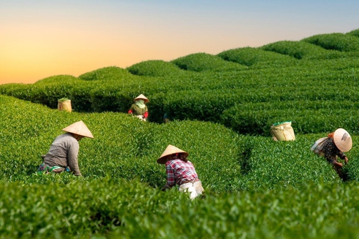 Ngày Quốc tế HTX: Chung tay xây dựng HTX hướng tới những giá trị trọng nhân và tương lai tốt đẹp