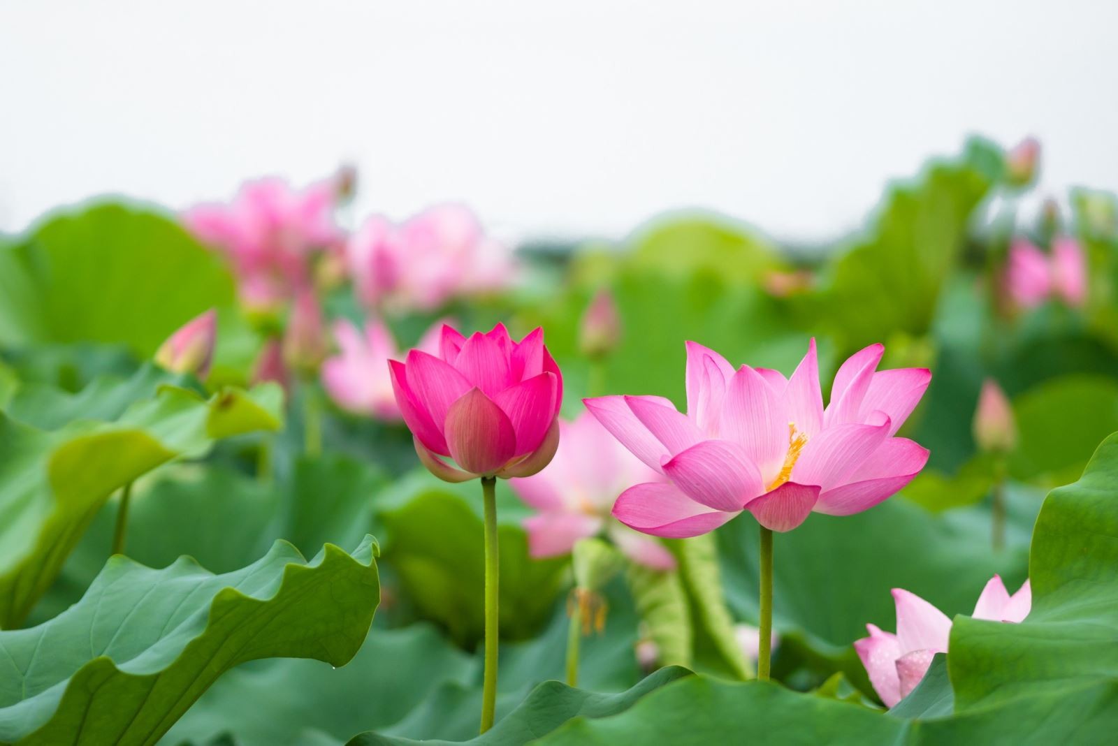Hoa sen trong đời sống văn hóa tinh thần của người Việt