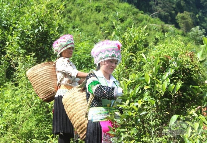 Xứ Tuyên mở rộng thêm 387ha sản xuất nông nghiệp tốt