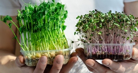 Hướng dẫn làm rau mầm tại gia đình vừa tiện lợi vừa an toàn, tiết kiệm
