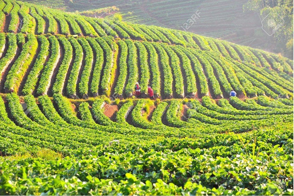 Triết lý Kinh tế đủ đầy, vấn đề rút ra từ phát triển Nông nghiệp và Kinh tế nông thôn ở Thái Lan