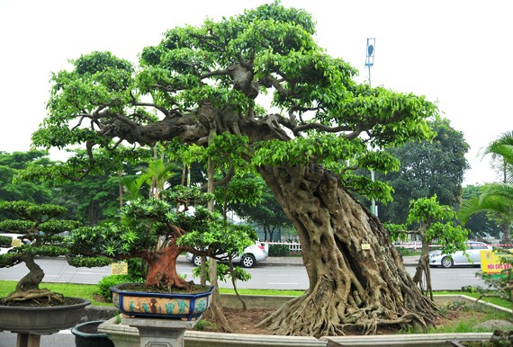 Sinh Vật Cảnh: Nghề làm "chơi" ăn thật
