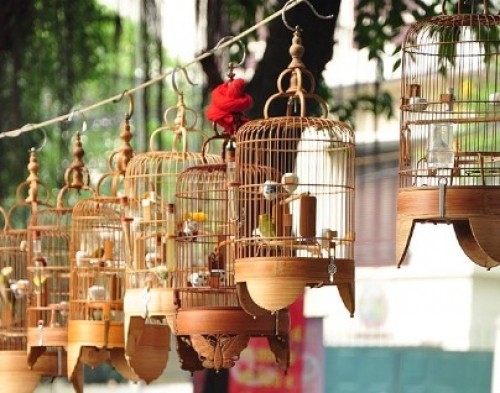 Hiểu thế nào cho đúng về thú chơi chim cảnh?