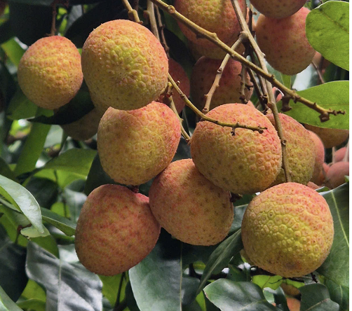 Bắc Giang: Nỗ lực xây dựng chỉ dẫn địa lý để nâng cao giá trị vải thiều chín sớm Tân Yên