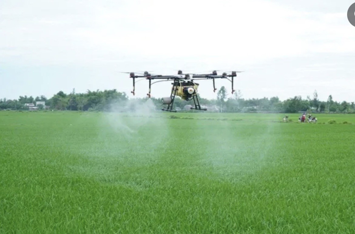 Sản xuất lúa chất lượng cao để phát triển kinh tế, gắn với bảo vệ môi trường