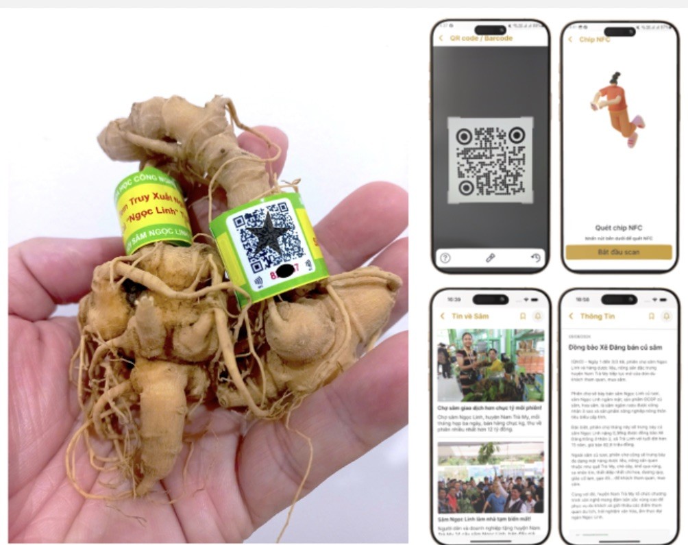 Sâm Ngọc Linh trong Kỷ Nguyên Số