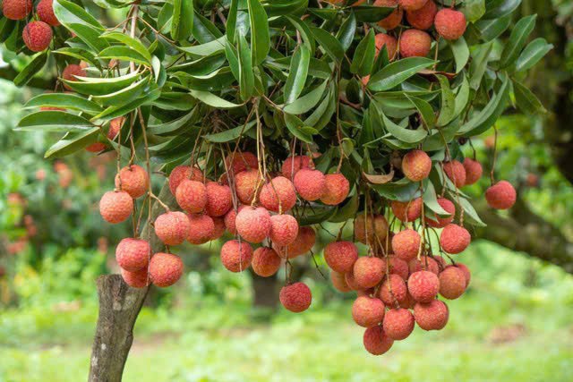 Đặc sản vải thiều cùng nông sản Việt vươn tầm quốc tế