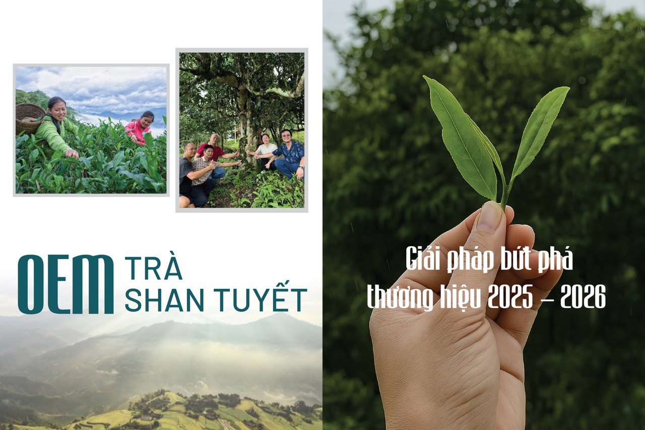 Giải pháp bứt phá thương hiệu OEM trà Shan Tuyết 2025 – 2026
