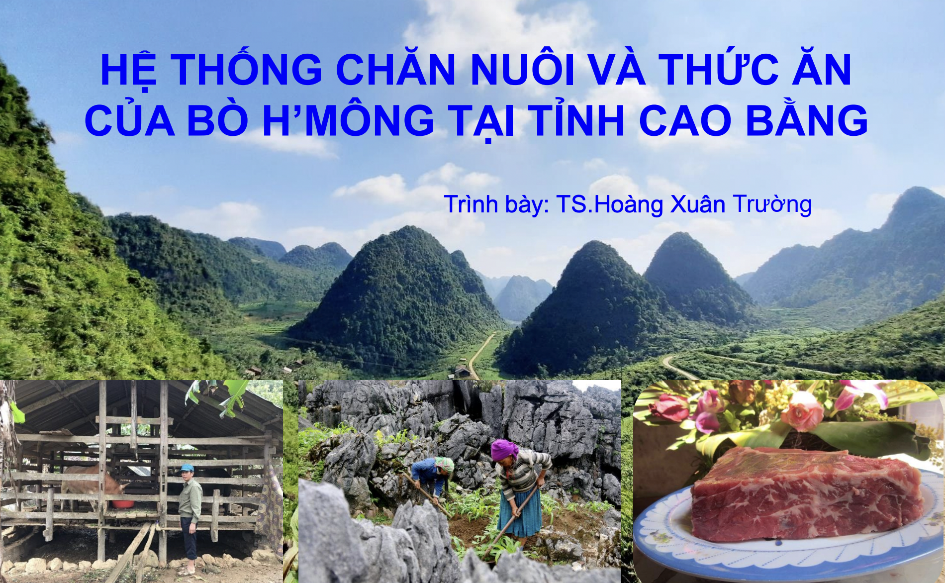 Hệ thống chăn nuôi và thức ăn của bò H'Mông tại tỉnh Cao Bằng