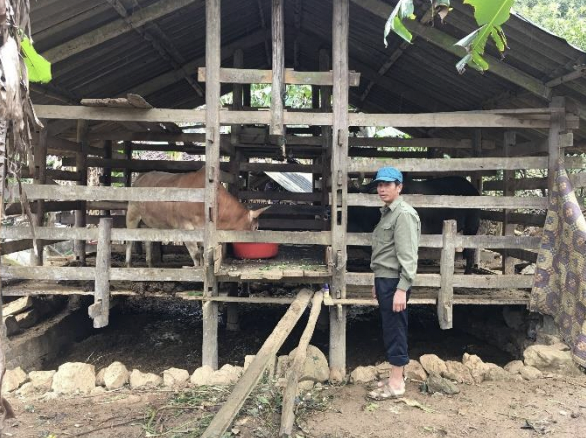 Husbandry and feeding systems for H'mong cattle in Cao Bang province