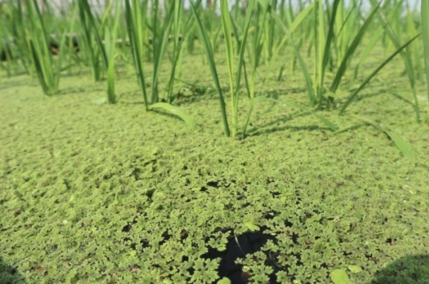 GS, VS nông nghiệp Việt Nam, là con trai nhà văn hóa lớn Đào Duy Anh, là người "biến" lân thành đạm qua 2 cây dại này