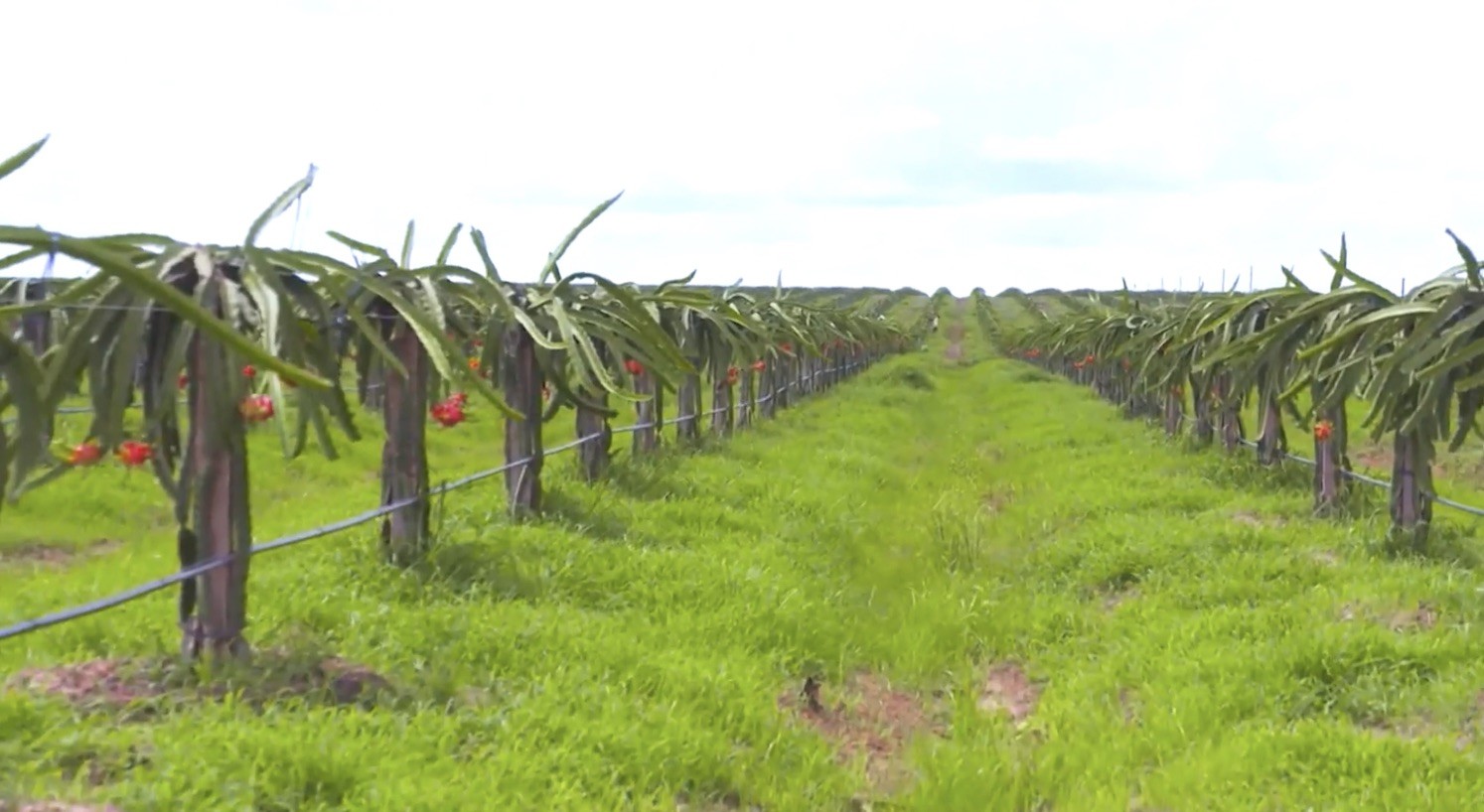 Hợp tác xã nông nghiệp