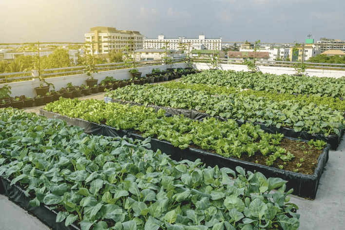 Nông nghiệp đô thị - Làn sóng xanh ngay trong lòng các siêu đô thị Việt Nam