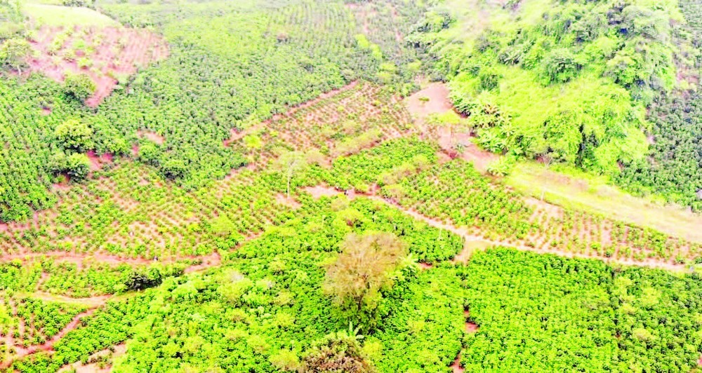 Một số kiến giải nhằm phát triển bền vững vùng cà phê Sơn La