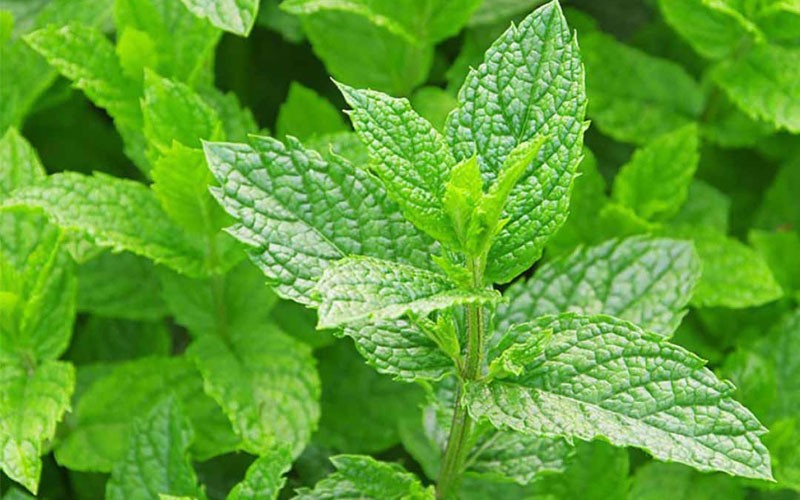 Đánh giá chất lượng nguồn gen bạc hà. (Mentha L.) tại Thanh Trì, Hà Nội