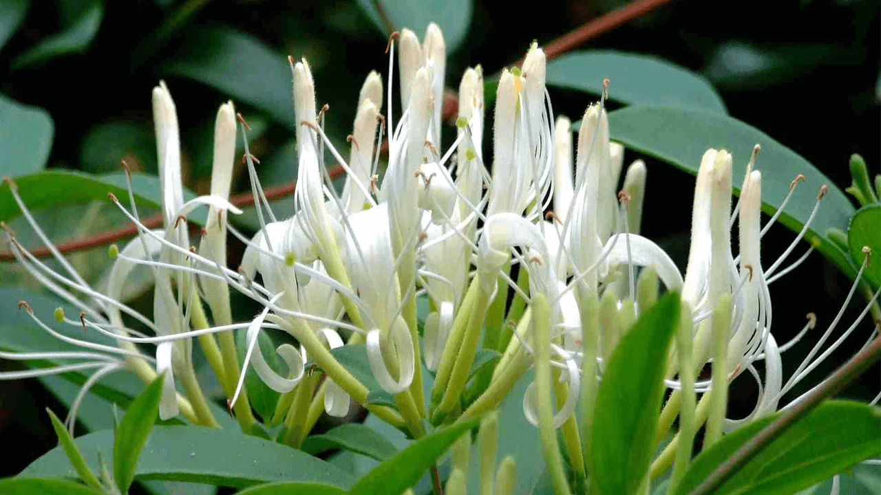 Kết quả xây dựng một số mô hình trồng kim ngân