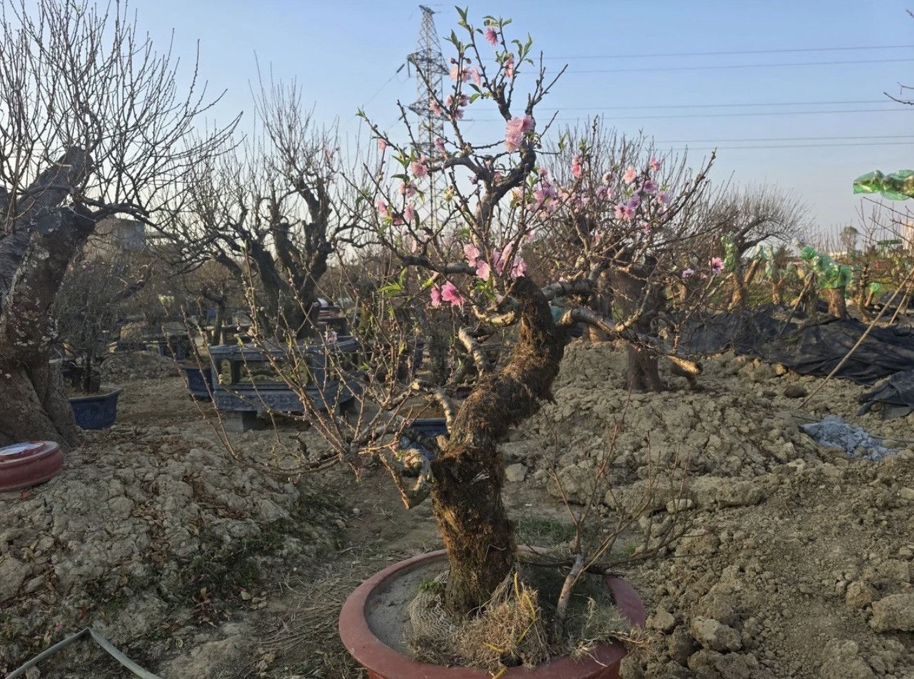 Nhựa sống hồi sinh trên những gốc đào đất Cảng