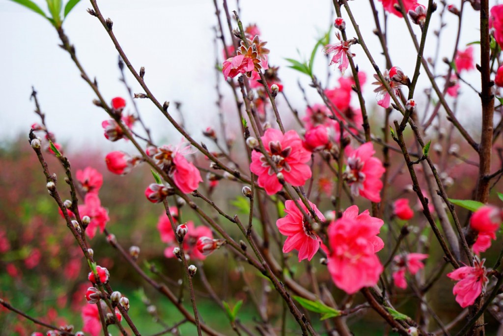 Lịch nghỉ Tết Nguyên đán Bính Ngọ 2026