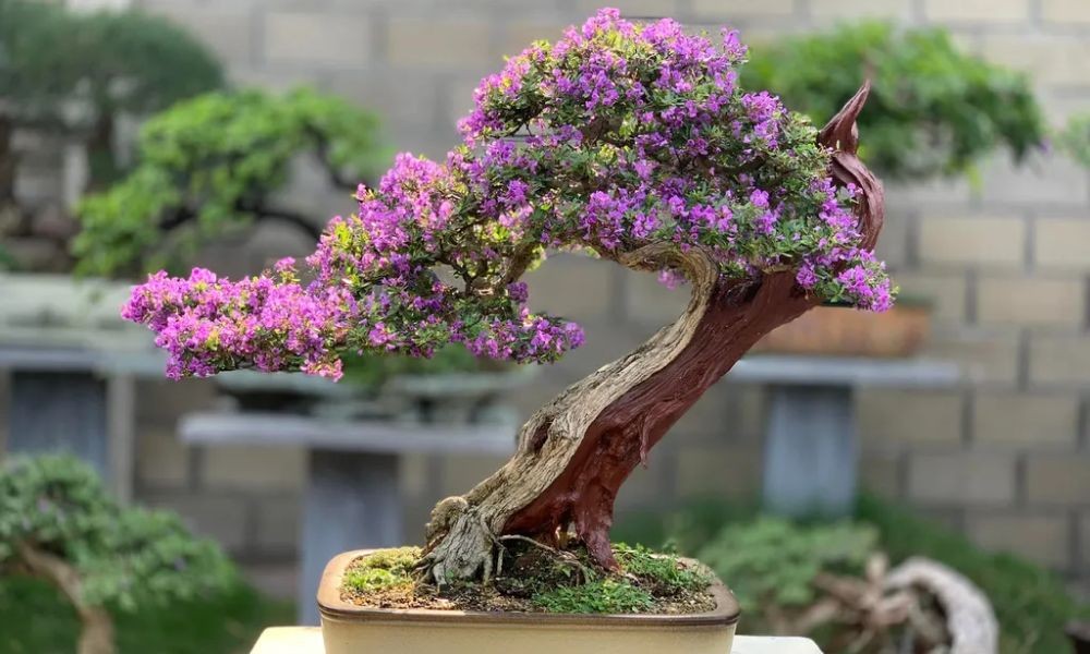 Linh Sam - Vườn hạnh phúc