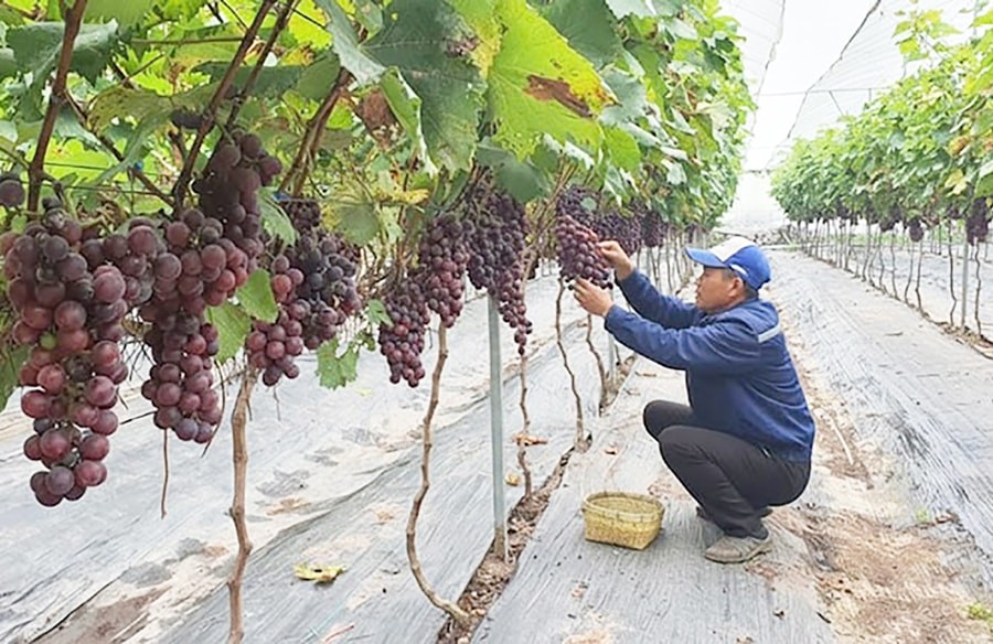 Nông nghiệp đô thị xanh: Động lực nâng cao năng suất và giá trị sản xuất