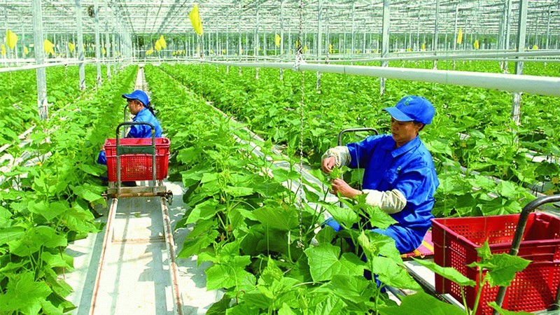 Phát triển Nông nghiệp đô thị bền vững - một số vấn đề cần đặt ra