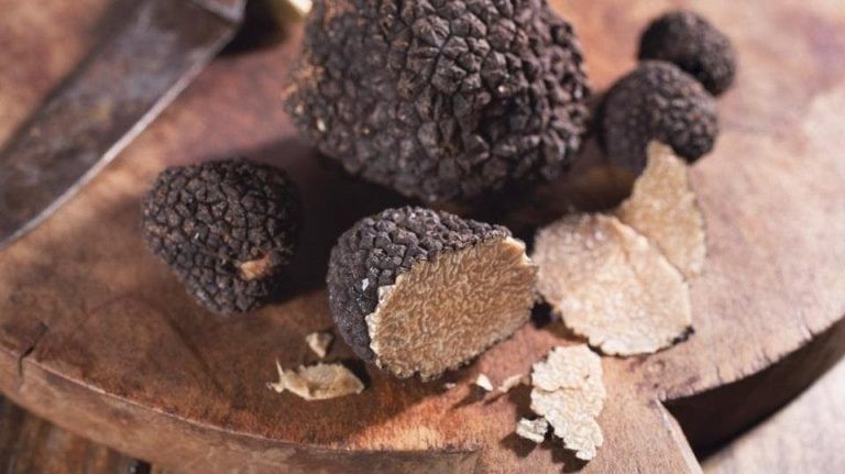 NẤM TRUFFLE, VUA CỦA CÁC LOẠI NẤM