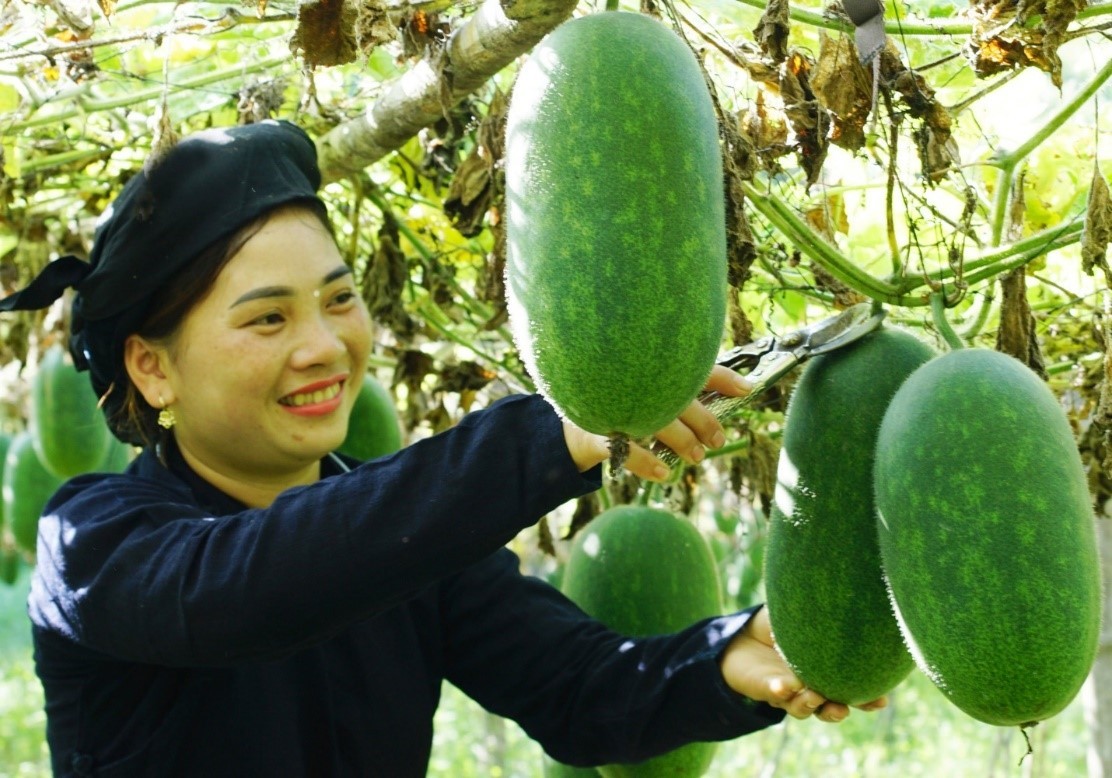 Mô hình liên kết sản xuất và chế biến bí thơm tại HTX Nhung Lũy, tỉnh Bắc Kạn