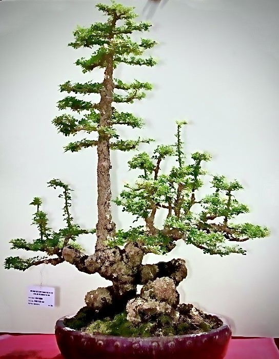 Vịnh tác phẩm Cần Thăng